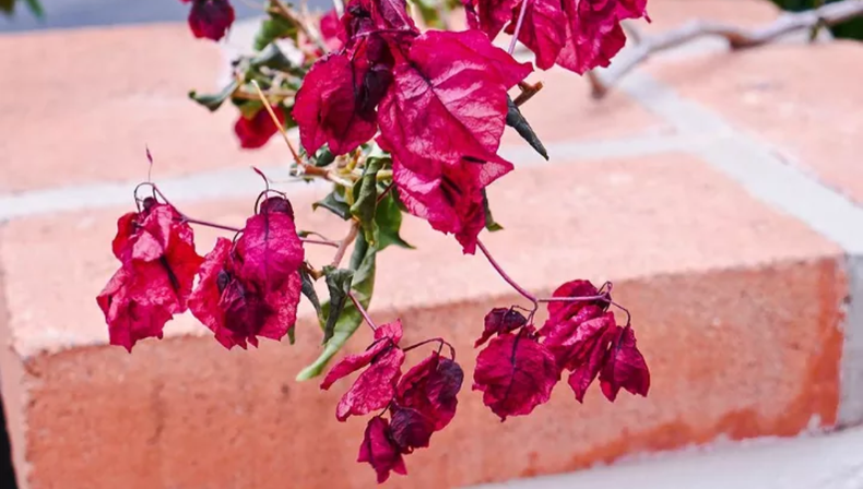 Jardinería: cómo cuidar tu Santa Rita en invierno para que florezca con fuerza en primavera