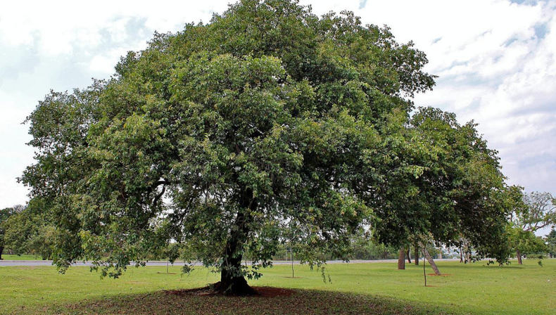 Descubrí la planta que supera a los sahumerios y aerosoles por su aroma exquisito