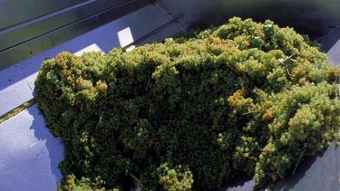 Repunta el consumo de vino y termina la vendimia más pobre desde 2010: ¿Seguirán en alza los precios?