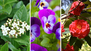 Sitio Andino | flores de invierno, jardinería.png