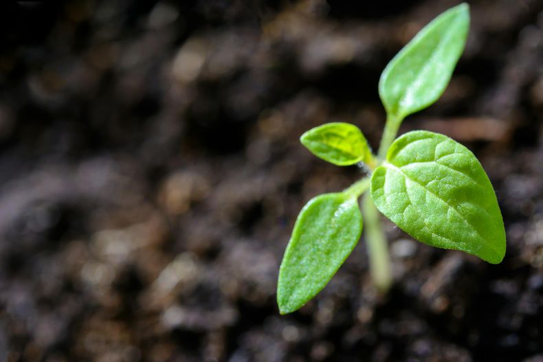 Día de la Pachamama: por qué se celebra hoy, 1 de agosto