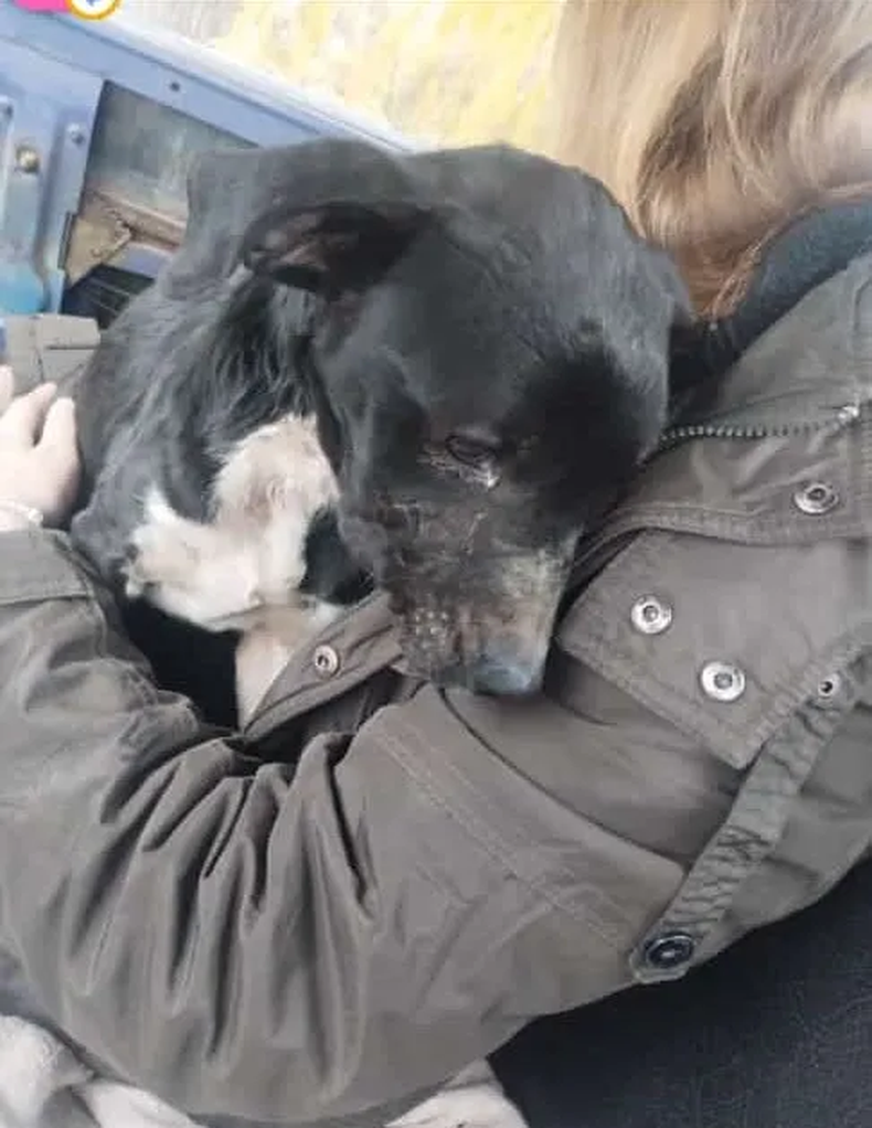 El perro fue rescatado por vecinos de Villa Atuel en San Rafael.