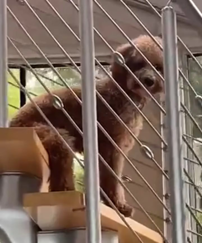 Aterrador: un usuario de TikTok filmó a su perro en una actitud muy extraña