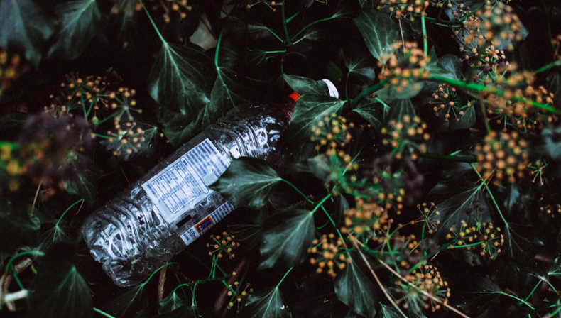 Expertos en jardiner&iacute;a revelan por qu&eacute; conviene poner botellas con agua entre las plantas