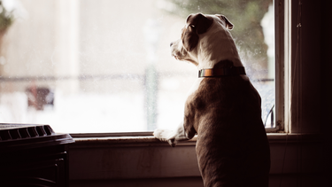 Sitio Andino | perro escuchando, mascota.png
