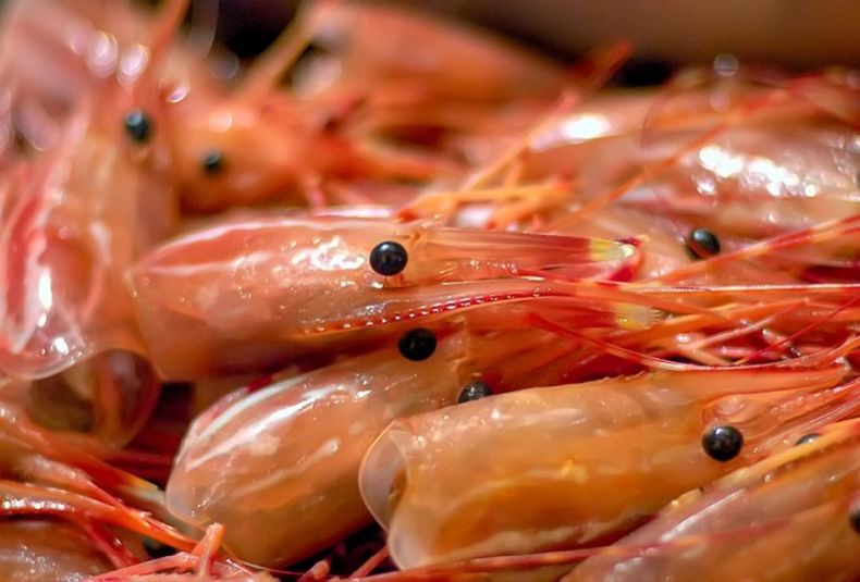 Harina de cáscara de langostino pesca