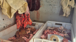 Carne en mal estado en La Pega, Lavalle.