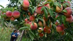 Árbol frutal ideal: sembralo en septiembre y asegurá una cosecha en los meses de calor
