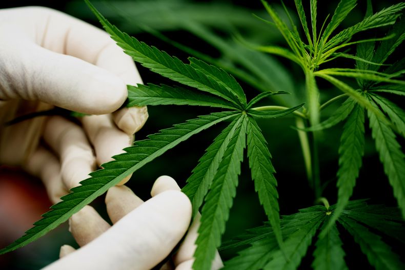 Cannabis y Cáñamo: la DGE abrió las inscripciones para la Tecnicatura Superior.