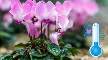 Sitio Andino | cyclamen, planta que florece en el invierno, jardinería.png