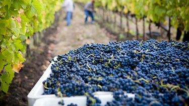 Las provincias y entidades vitivinicolas reclaman a Luis Caputo cambios en la desregulación del Instituto Nacional de Vitivinicultura Las provincias y entidades vitivinicolas reclaman a Luis Caputo cambios en la desregulación del Instituto Nacional de Vitivinicultura