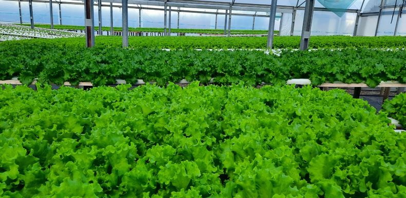 Producción de lechuga mediante Agricultura Hidropónica en Tunuyán&nbsp;