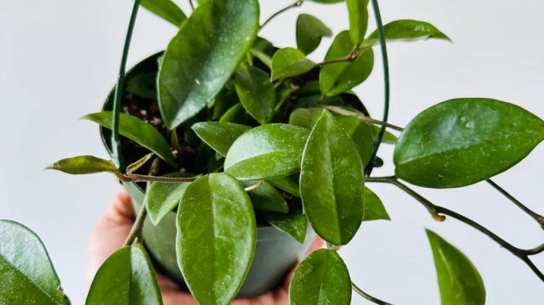 Descubrí la planta que necesita sufrir para dar flores y cuando florece “llora”