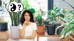 Jardinería: qué planta evitar en casa según el feng shui