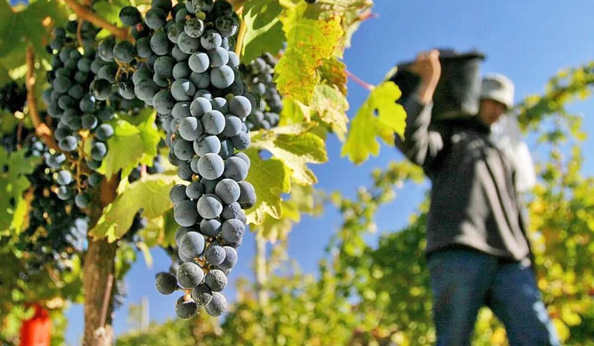 La vitivinicultura y un claro reclamo por mejoras en el sector.