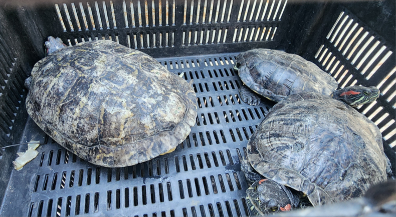Entre los animales rescatados hay 63 tortugas (entre tortugas bandas rojas y de cuello largo).