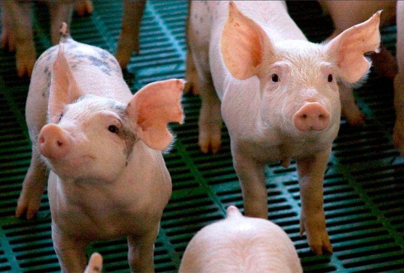 Tras seis años, vuelve la Expo Cerdo a General Alvear: cuándo será