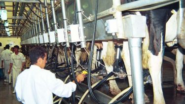 Tamberos en pie de guerra por el precio de la leche
