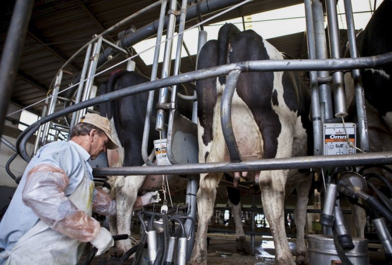 industria lechera, leche
