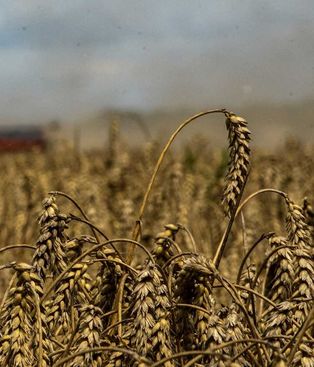 El Gobierno nacional redujo las retenciones al campo: cómo quedaron las nuevas alícuotas El Gobierno nacional redujo las retenciones al campo: cómo quedaron las nuevas alícuotas