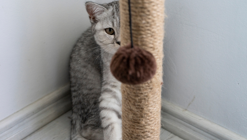 Mascota: ni los ruidos fuertes ni el aburrimiento explican por qué tu gato hace esto y deberías prestarle atención