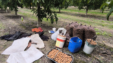Robo de nueces en Tupungato.