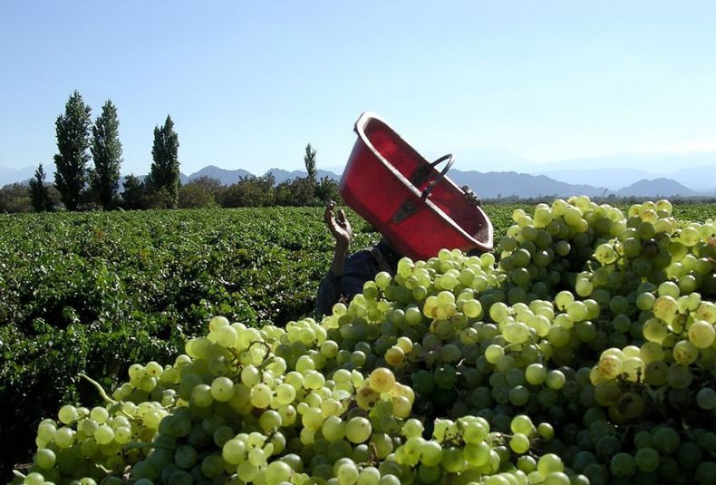Uvas blancas cosecha vino empleo vitivinicultura