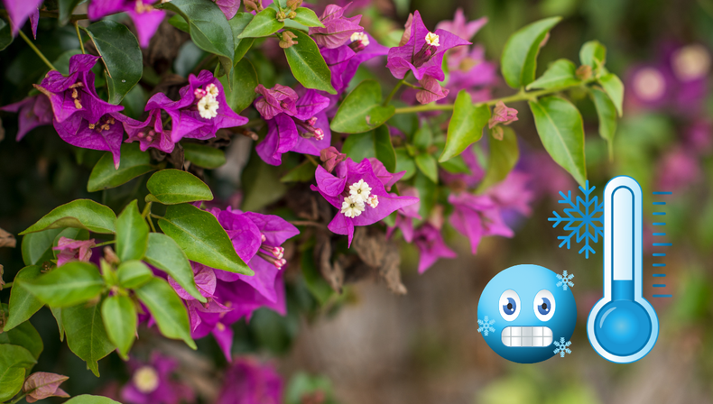 Jardinería: cómo cuidar tu Santa Rita en invierno para que florezca con fuerza en primavera