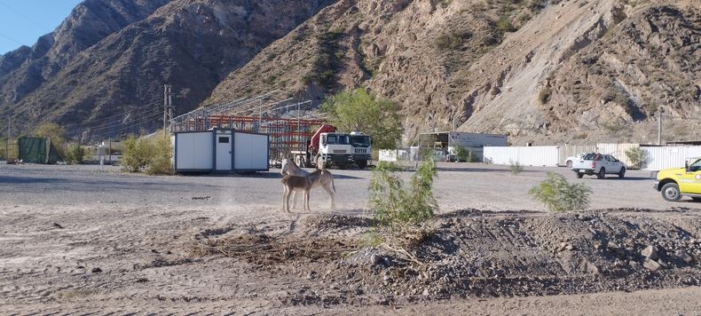 Burros, vacas y otros animales silvestres de la zona conviven en el proyecto.