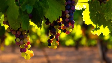 Qué es el envero y por qué es clave para la calidad del vino y del aceite de oliva en Mendoza