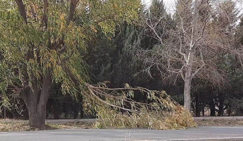 Consecuencias del viento en Malargüe.