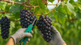 Consultores de Servicios participó de Sitevinitech y presentó sus soluciones para el sector agroindustrial