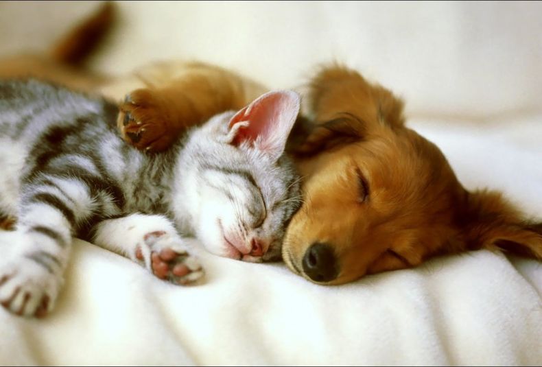 perro y gato