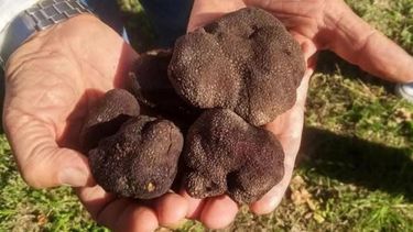 Sitio Andino | trufas