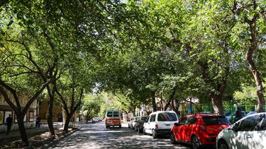 Mendoza reglamentó la nueva Ley de Arbolado Público y estableció nuevas condiciones para la poda, erradicación y reposición de ejemplares.