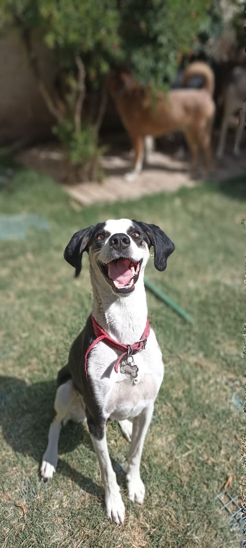 En Mendoza, hay hoteles para perros y gatos sin caniles ni jaulas.