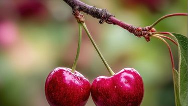 Mendoza albergará el 5° Seminario Internacional de Cerezas Tempranas Mendoza albergará el 5° Seminario Internacional de Cerezas Tempranas