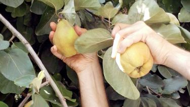 Robo de frutas en el Sur mendocino -archivo-