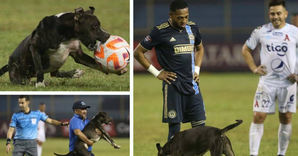 Un Perro Se Robó La Pelota En Pleno Partido De Fútbol