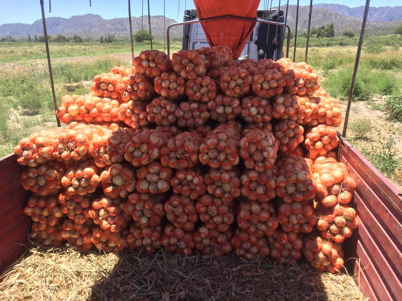 Las Cebollas de Jachal están entre las mejores del país y se exportan a mercados internacionales