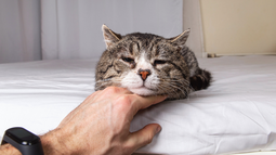 Cómo saber si tu gato está envejeciendo: señales según los expertos