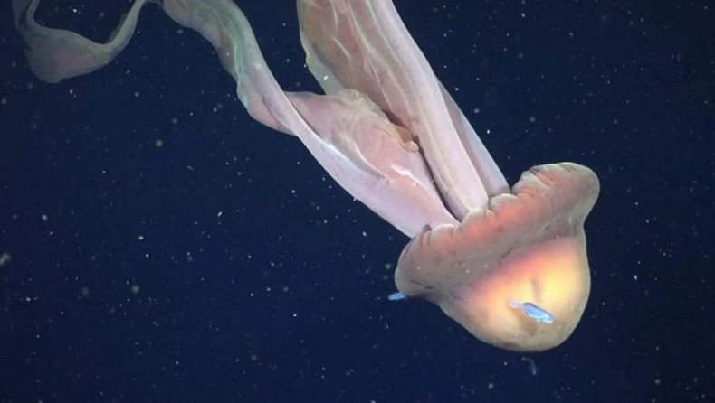 Científicos del CONICET encontraron una medusa gigante en el Mar Argentino.