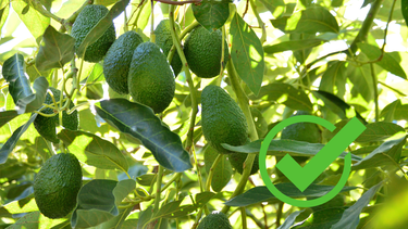 Sitio Andino | palta, árbol de palta, palto, jardinería.png