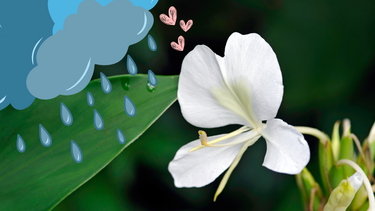 Sitio Andino | caña de ámbar, jardinería.png