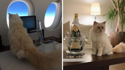 Una gata millonaria: su dueño era un famoso diseñador y le heredó toda su fortuna