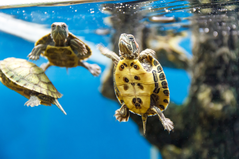 Mascota: los cuidados que nadie te contó sobre las tortugas de agua
