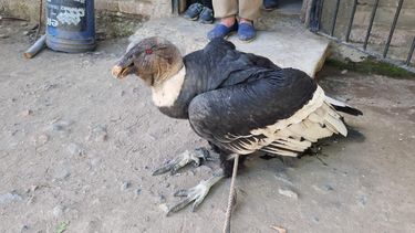 El ejemplar fue enviado al Ecoparque para las curaciones y evaluaciones sanitarias pertinentes. El ejemplar fue enviado al Ecoparque para las curaciones y evaluaciones sanitarias pertinentes.