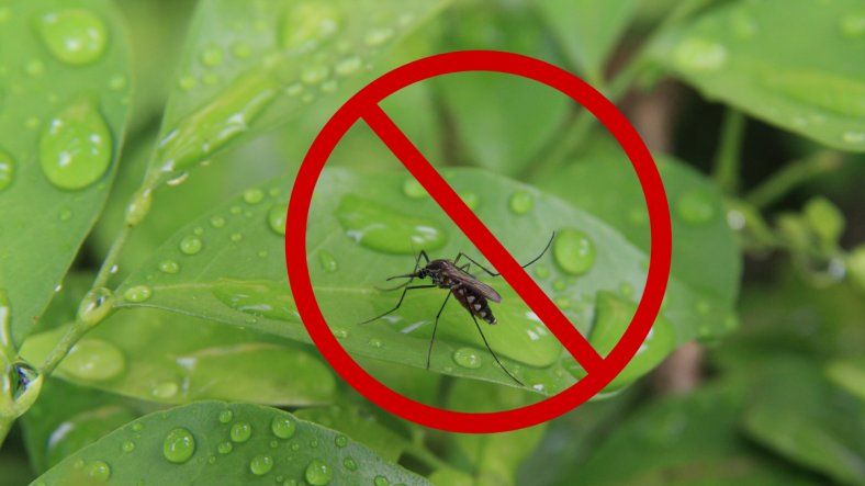 Ni citronela ni lavanda: la planta que realmente elimina los mosquitos