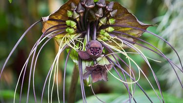 Sitio Andino | Flor exótica