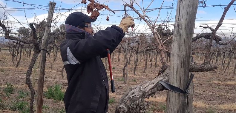 En Valle de Uco se retrasan las tareas de poda, por falta de mano de obra